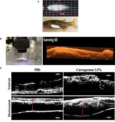 Plasma proteome responses in zebrafish following λ-carrageenan-Induced inflammation are mediated by PMN leukocytes and correlate highly with their human counterparts